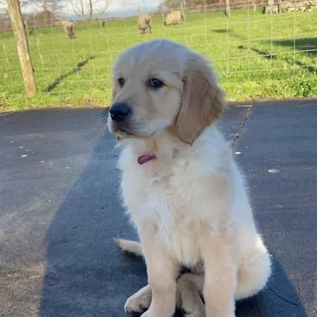 Kemp Haven Pod Easkey