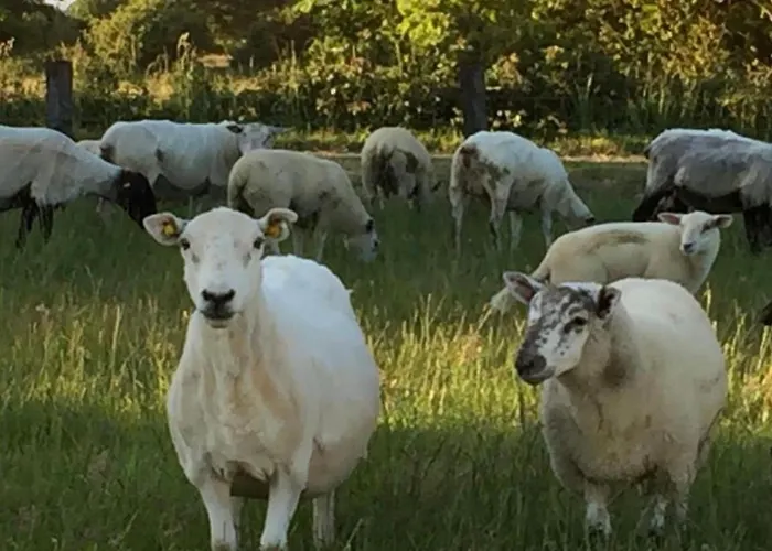 Haven Pod Easkey Campingplads *