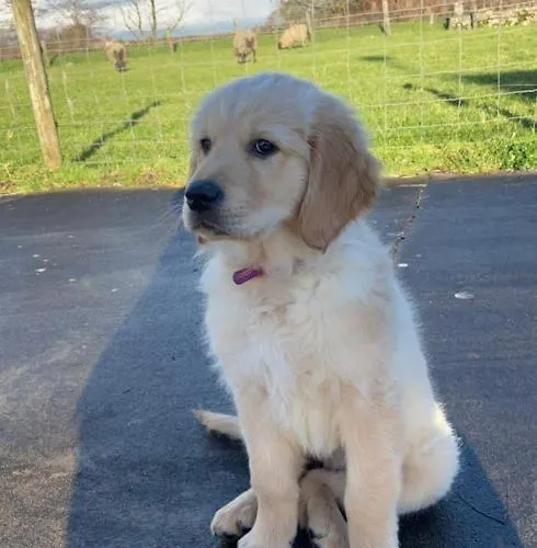 Campingplads Haven Pod Easkey