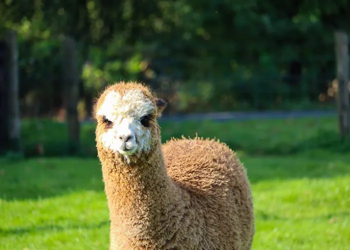 Haven Pod Easkey Campingplads Sligo