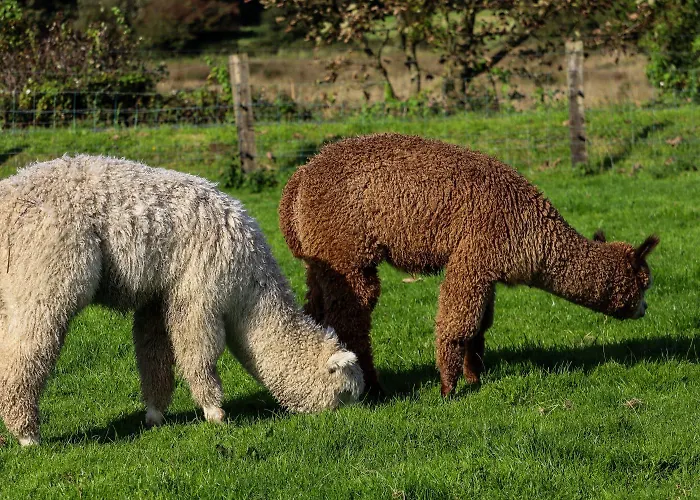 Campingplads Haven Pod Easkey Sligo